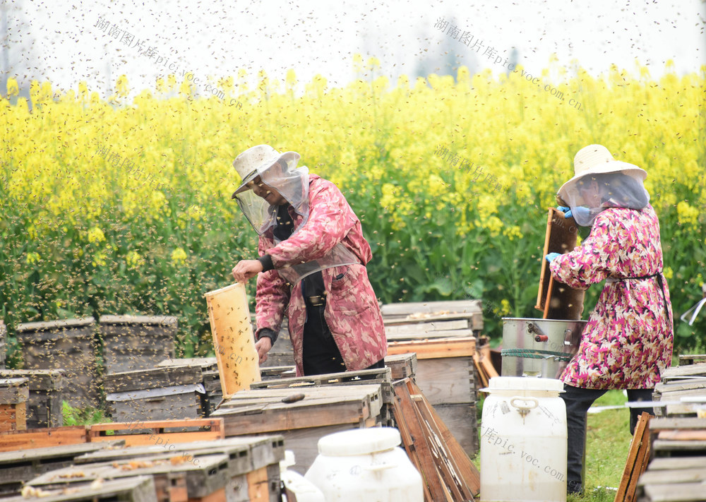 文化旅游  农旅融合  花样经济  油菜花海  甜蜜收入
