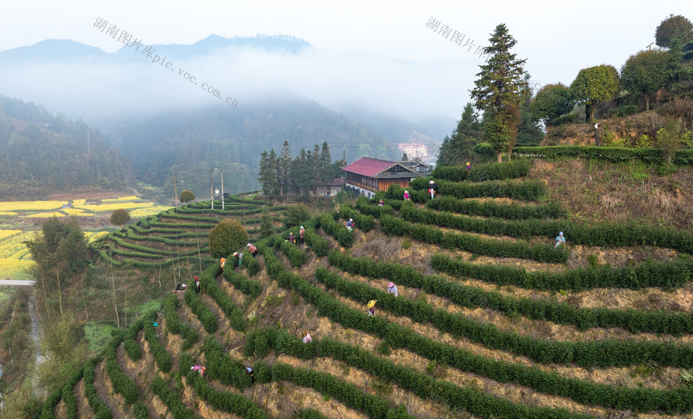 春茶 市场 通道侗族自治县
