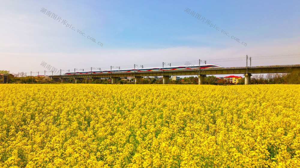 列车  春天  油菜花  绽放  飞驰