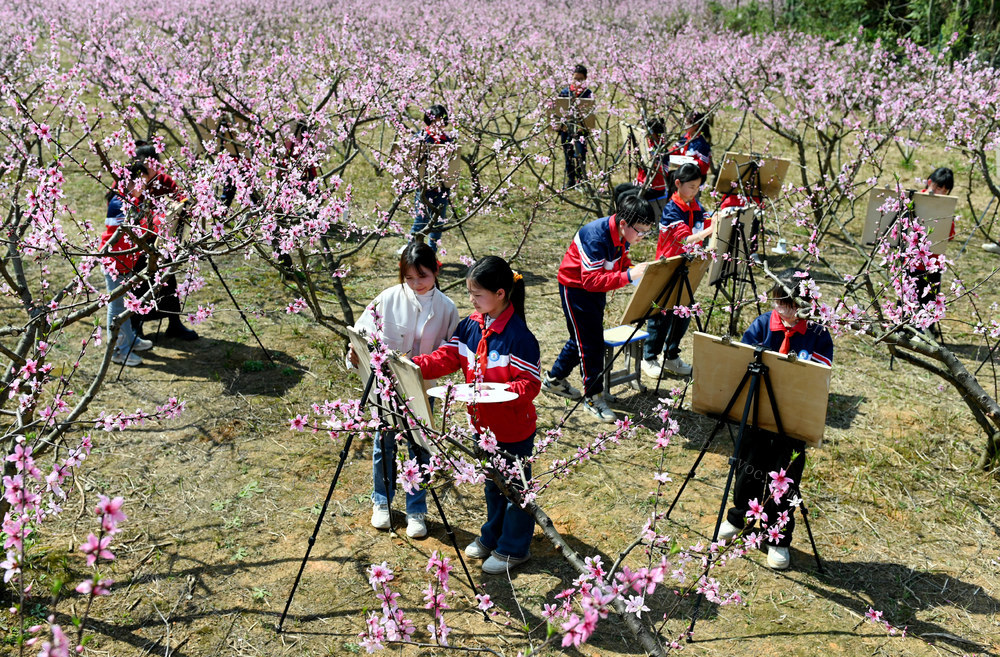 春光，写生，绘画，美术，花，学生，农村，桃园，户外，学校
教育  文化