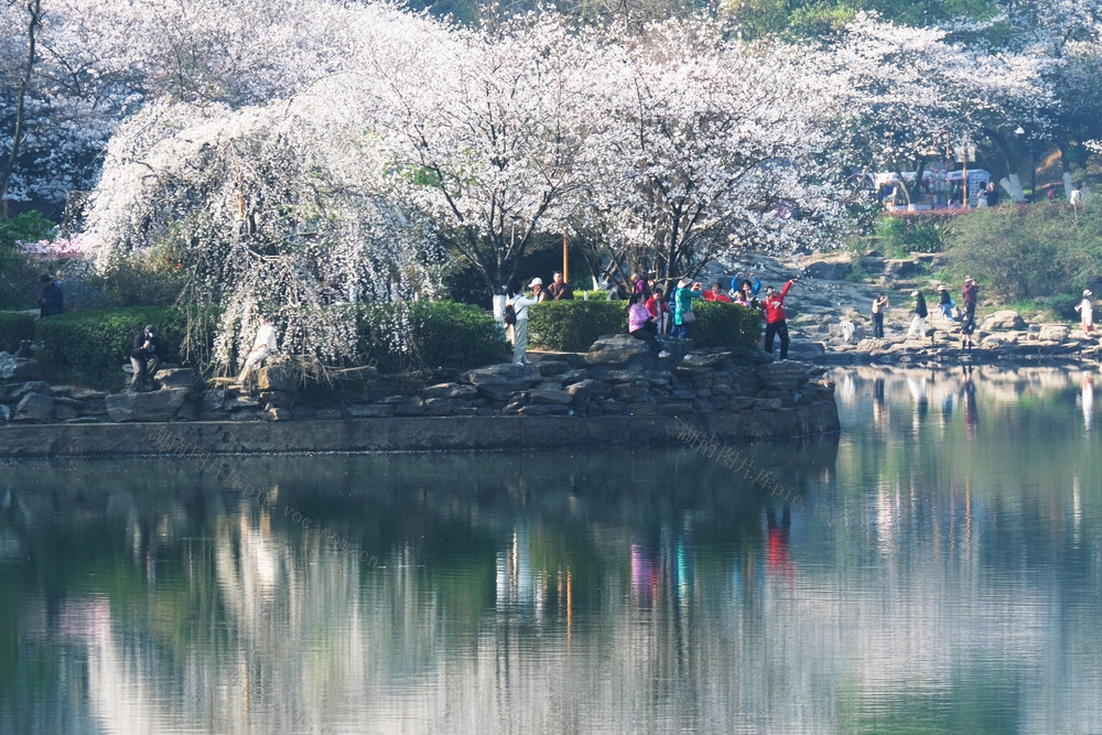 樱花绽放醉游人，湖南省植物园