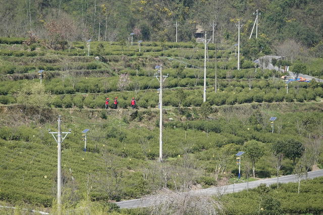 电力护航  春茶飘香
