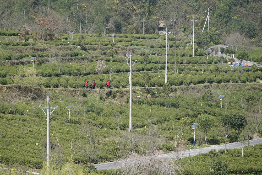 电力护航  春茶飘香