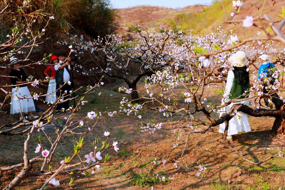 春天 桃花 汉服 联谊