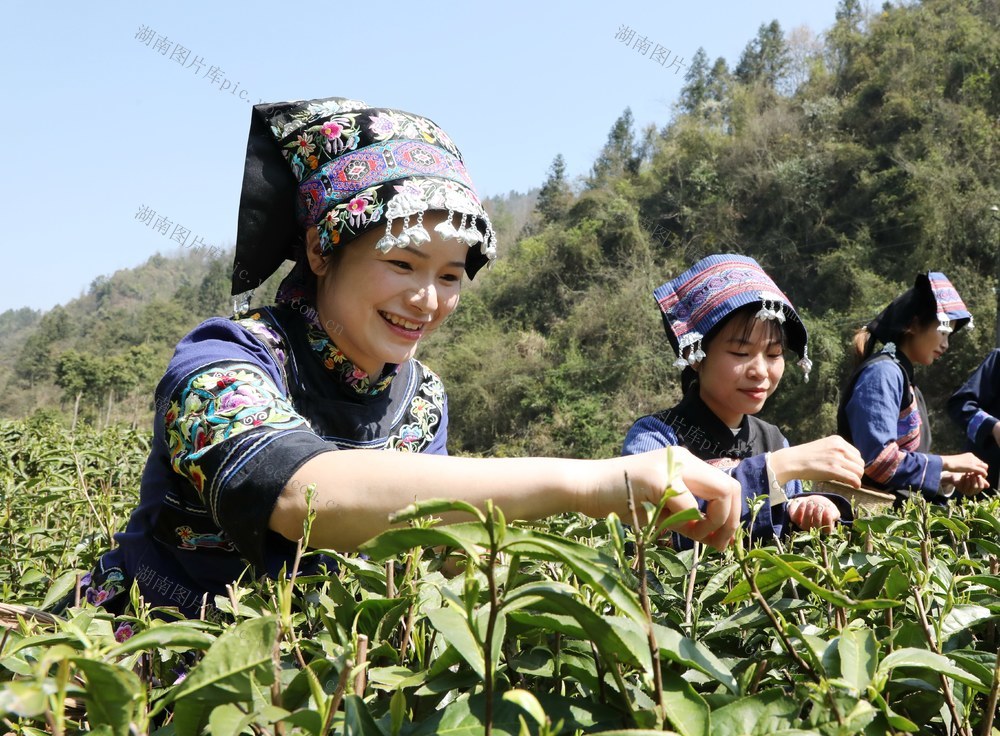 春茶采收助农增收