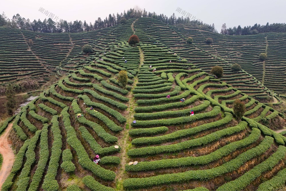 茶叶、春茶、农业、产业、乡村振兴