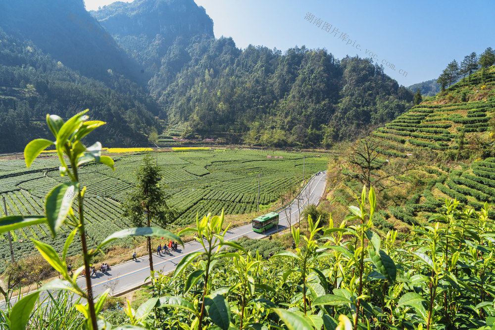 公交助力春茶采摘  “明前茶”采摘旺期  湘西乾城汽车运输有限公司积极助农