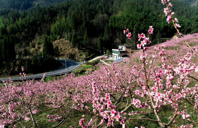 湖南桂东 产业 靓 美 桃林 民宿 新质生产力