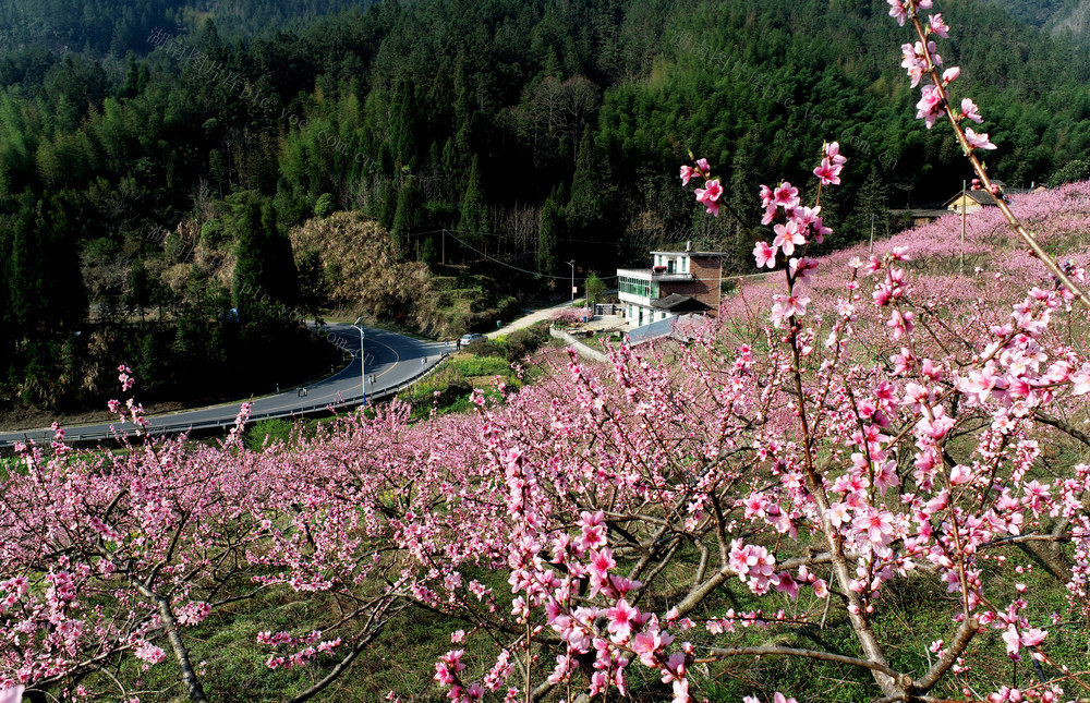 湖南桂东 产业 靓 美 桃林 民宿 新质生产力