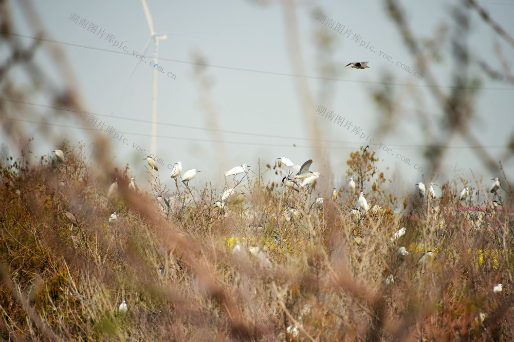 生态  湿地公园  候鸟  白鹭  年度迁徙