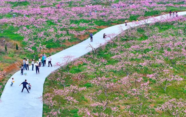 湖南  常宁  桃花   美景