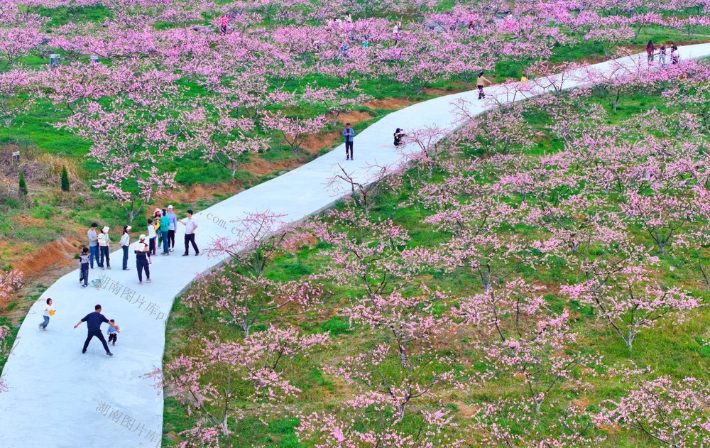 湖南  常宁  桃花   美景