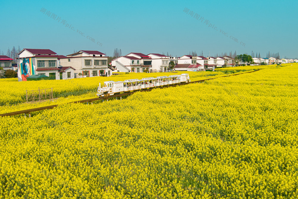 油菜花   经济   乡村   农业  旅游   农民  春日  春光  生活  