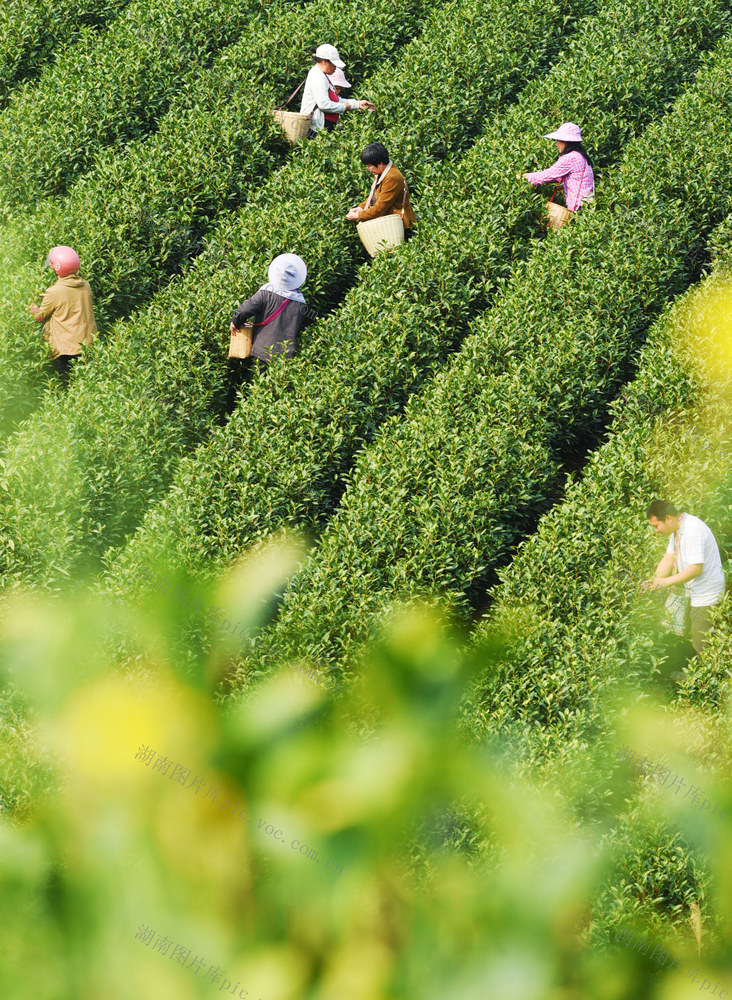 江华：春茶采摘忙