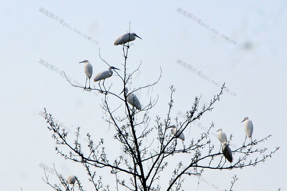白鹭  翱翔 美丽