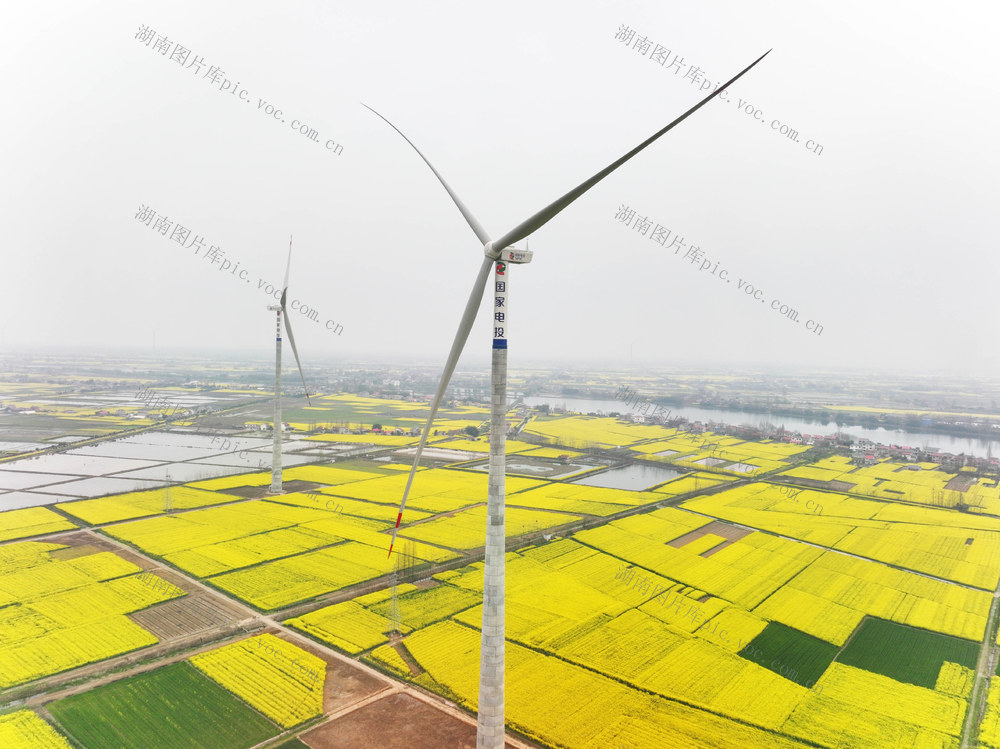 春天  春光  油菜花海  风电机组  洞庭水乡