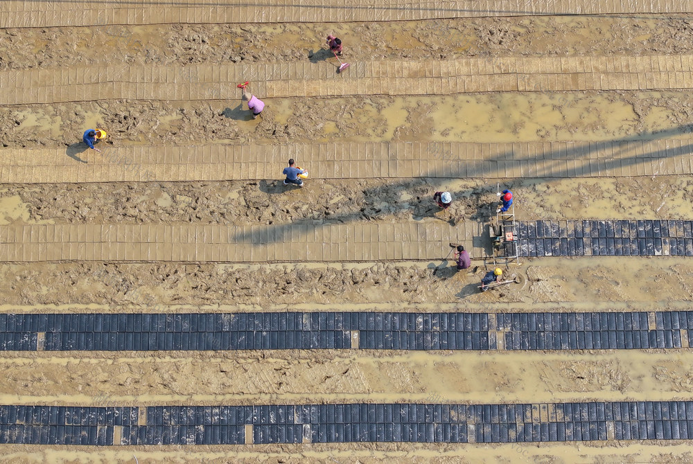 春耕 农事 早稻