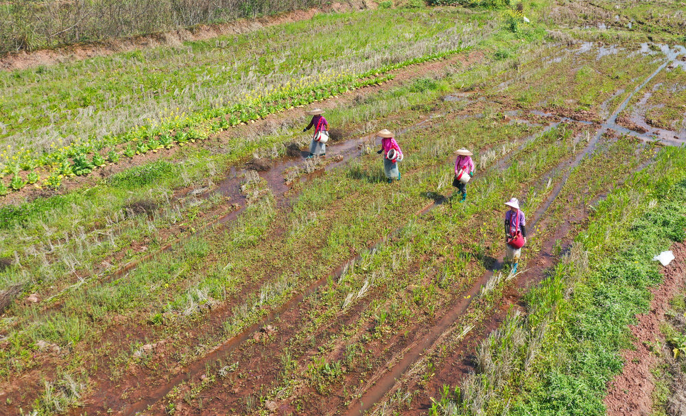 春耕  生产  农民  农业  田间  施肥  播种  