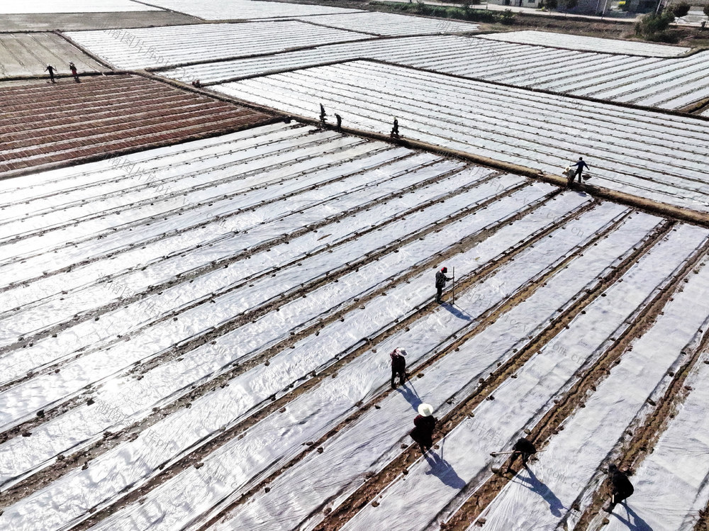 春耕生产  早稻育秧  集中育秧  大田管理