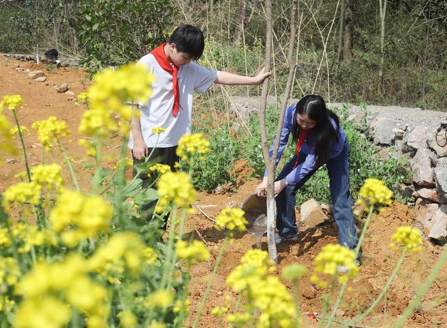 义务植树 学校 干部志愿者 