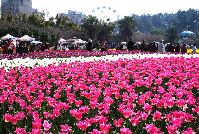 湖南省植物园，郁金香迎春绽放，