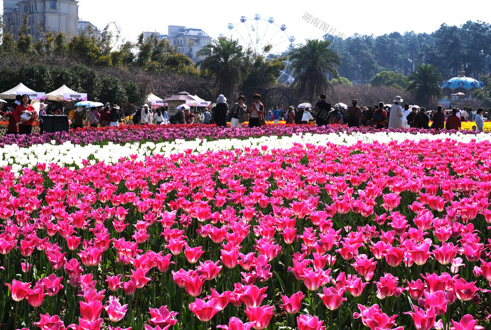 湖南省植物园，郁金香迎春绽放，