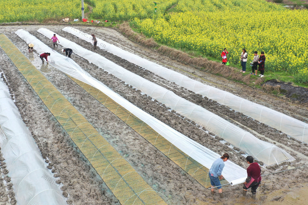 嘉禾：春耕正当时 早稻育秧忙