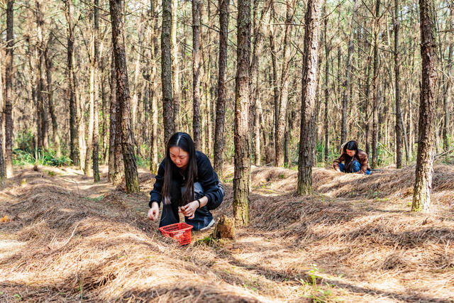 林下经济  松茸