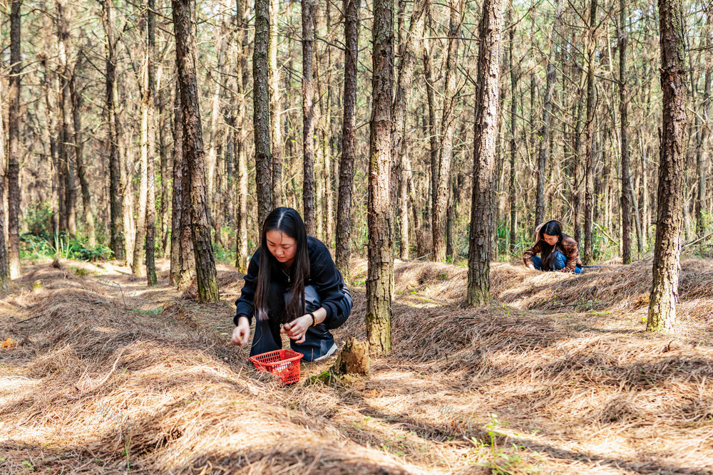 林下经济  松茸