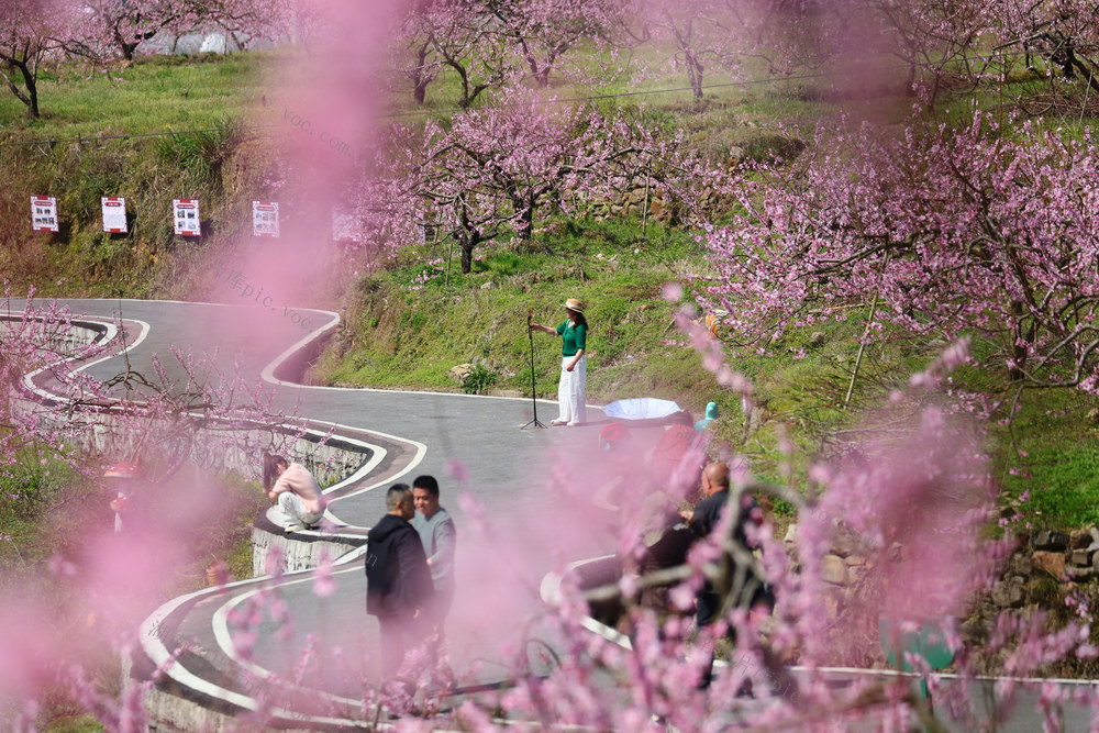 湖南，龙山，桃花，春日，阳光，踏青，赏花