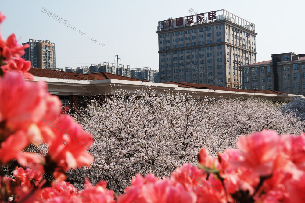 晚安家居文化园，樱花开放