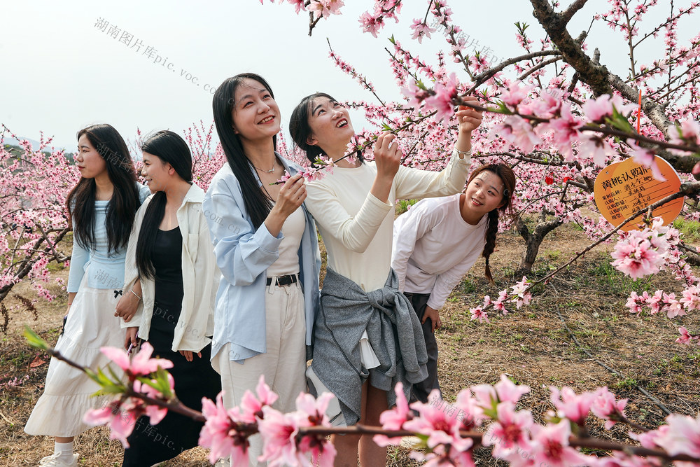 临武县--认购果树 助农增收