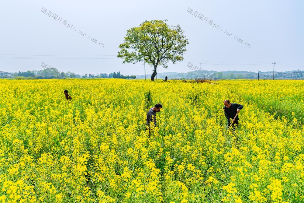 油菜  管护  抽沟  杀虫
增产  增收