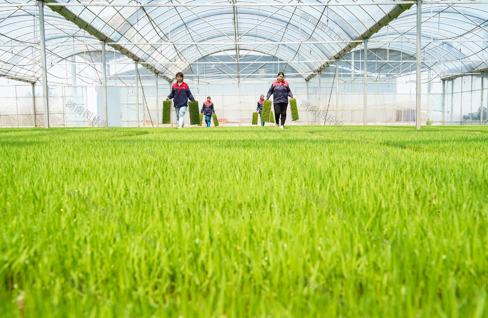 育秧  早稻  春耕  春种  工厂化  管护  秧苗