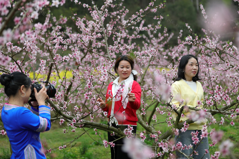 游客 果园 合作社 赏花 农文旅 种植  配套建设 

