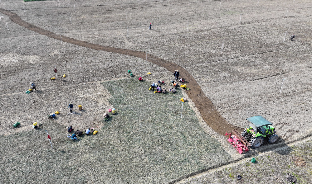 麦冬种植   特色农产业  麻阳苗药种植