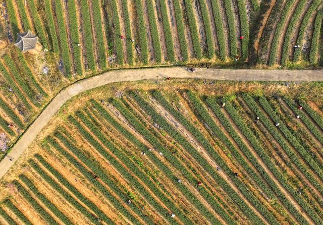 春茶 明前茶 采茶