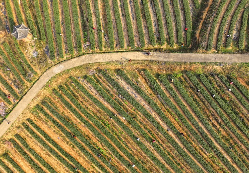 春茶 明前茶 采茶