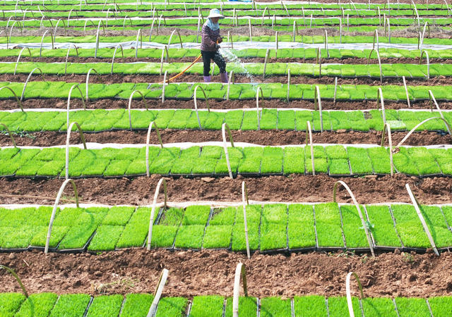 早稻
栽插
道县