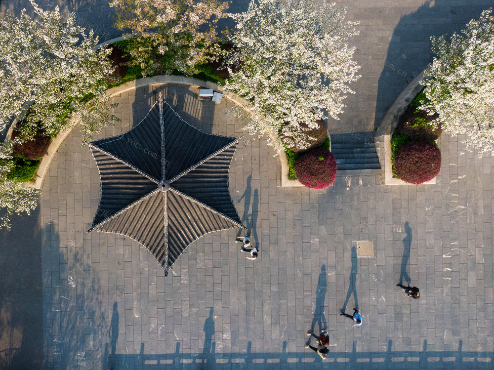 桂阳文化园 百花竞放