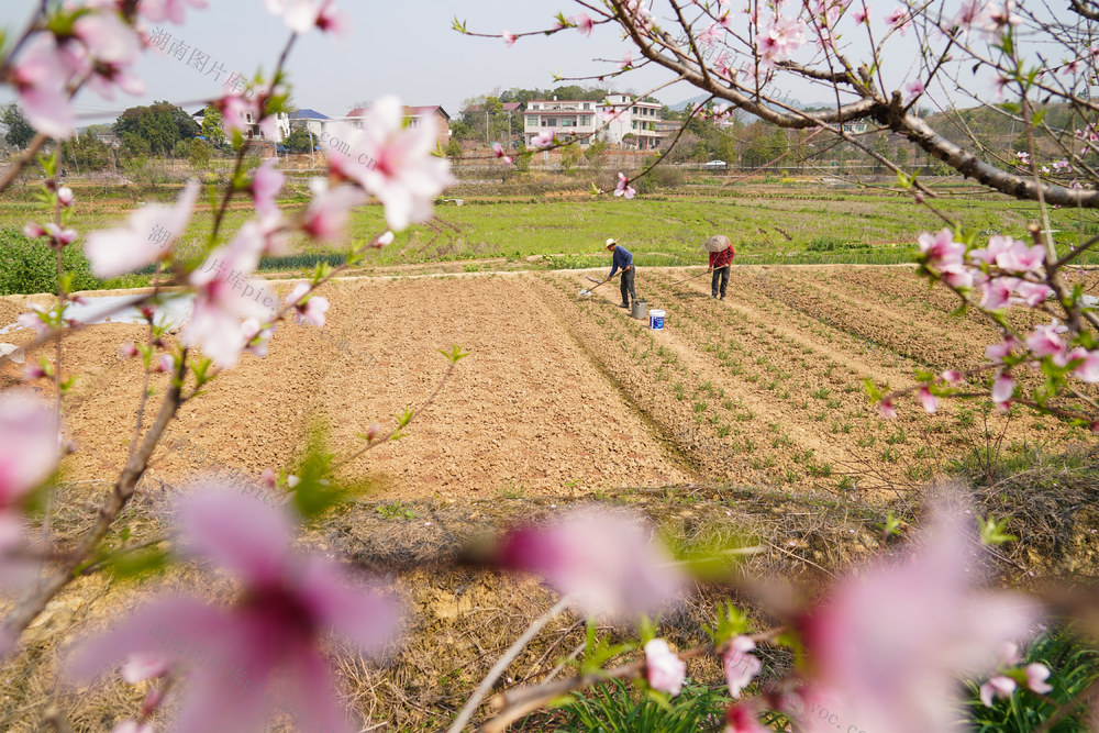 春耕  生产  春播 春管  农业  农事