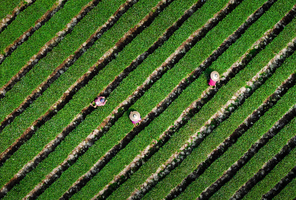 茶园
采茶女
田园风光
绿色
阡陌
茶农
劳动
文化
传统
自然
乡村
农业
茶叶
种植
采摘
茶文化
地方特色
农作物
农忙
采茶
茶田
田地
航拍视角