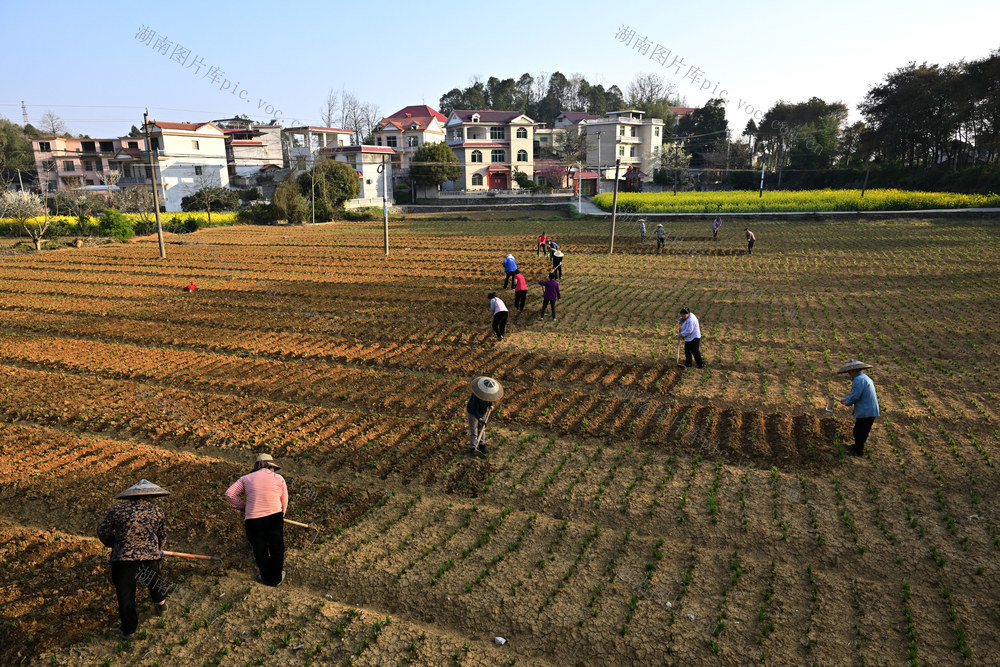 春耕生产　农业产业　百合种植　