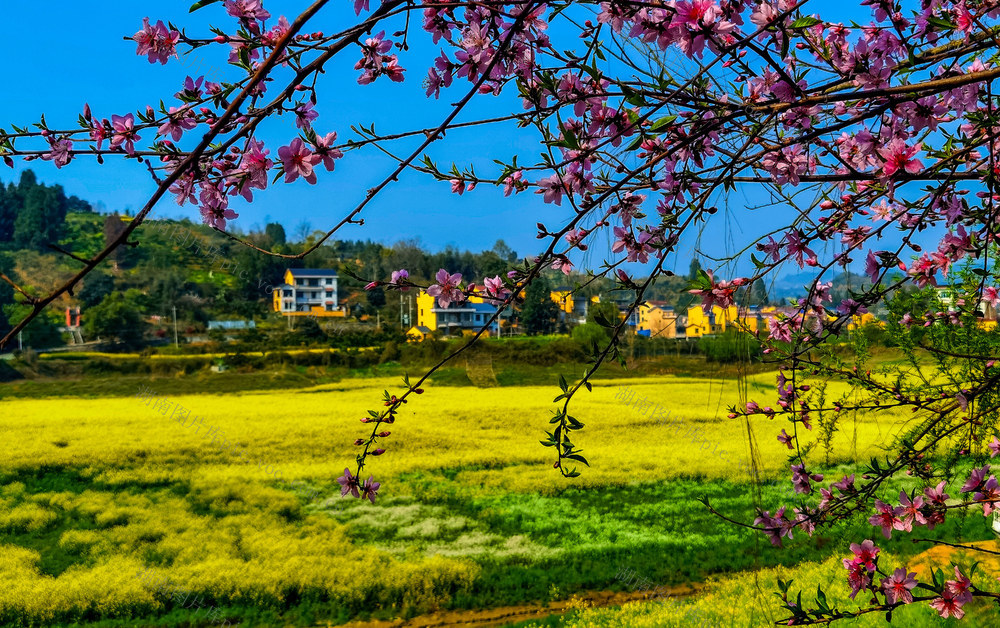 苗乡 花开 乡村美