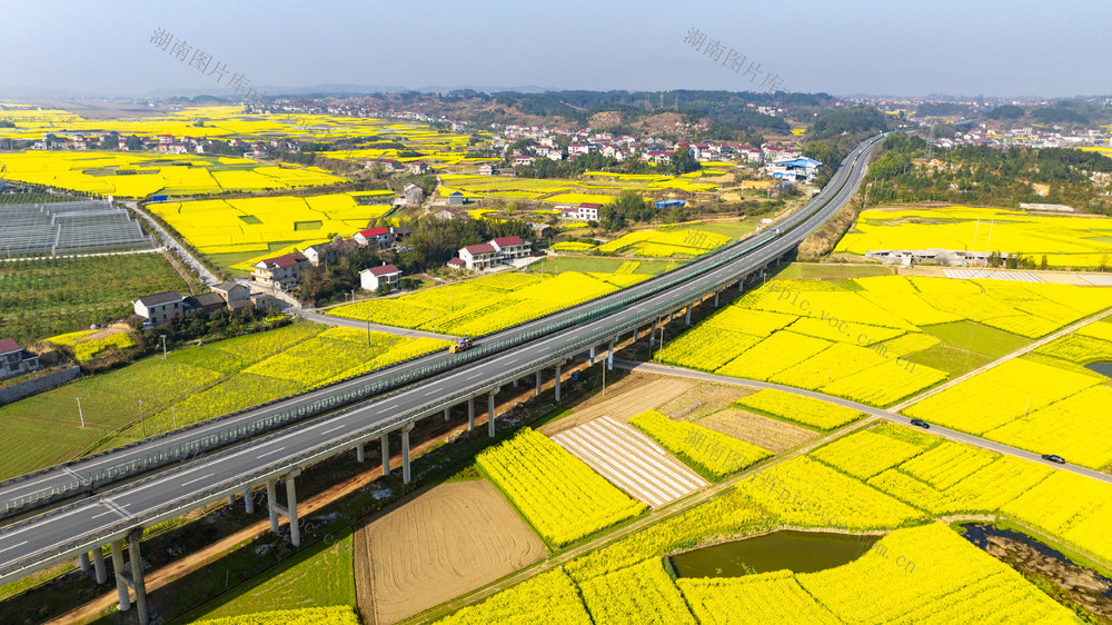 油菜花 高速公路