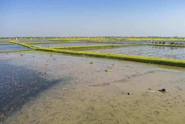 藕  经济  市场  春日  挖藕