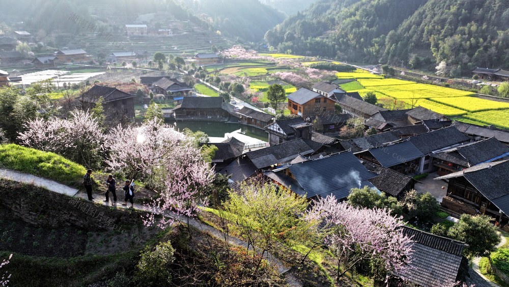 百花齐放 新化 春天 春游 赏花 古桃花源 新化旅游
