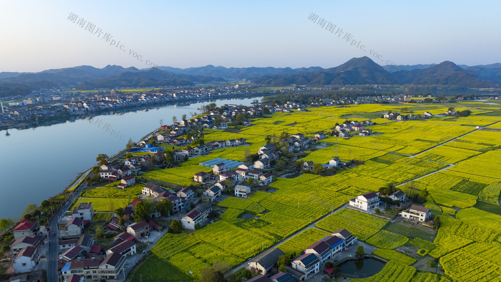 春天 油菜花 春游 花海 油菜花海 桃江 三堂街 沾溪