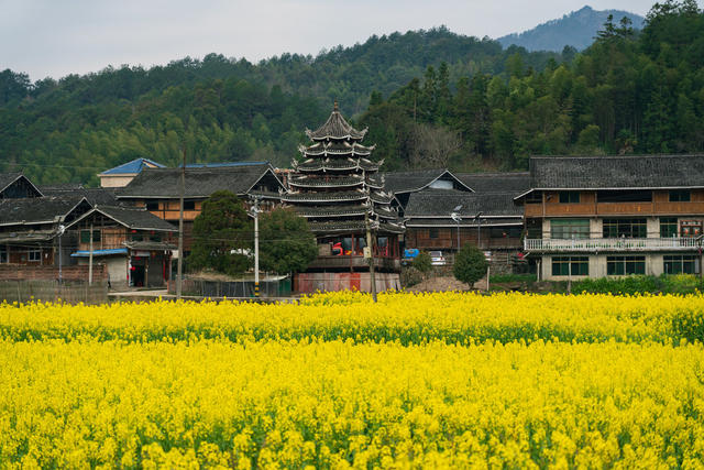 侗寨,油菜花,农村油菜花,乡村油菜花,美丽乡村,山村,侗寨油菜花,油菜花田,花海,田地,农业,乡村,田园风光,春天,农村