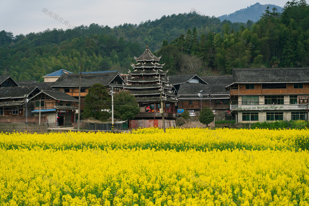侗寨,油菜花,农村油菜花,乡村油菜花,美丽乡村,山村,侗寨油菜花,油菜花田,花海,田地,农业,乡村,田园风光,春天,农村